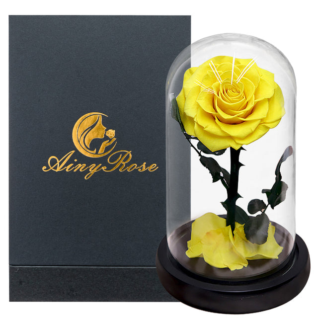 Eternal rose in glass dome