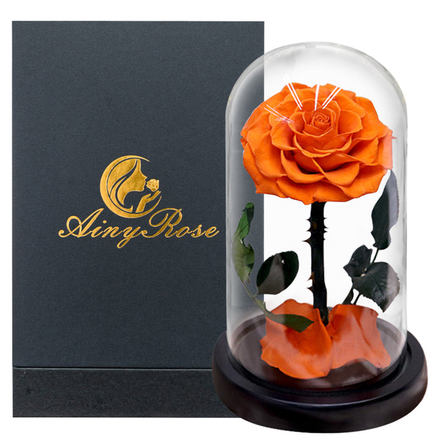 Eternal rose in glass dome