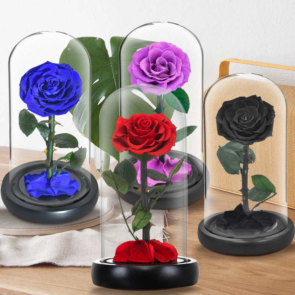 Eternal rose in glass dome