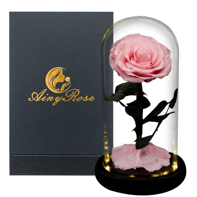 Eternal rose in glass dome
